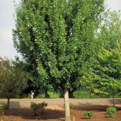 thumbnail for publication: Acer rubrum 'Armstrong': 'Armstrong' Red Maple